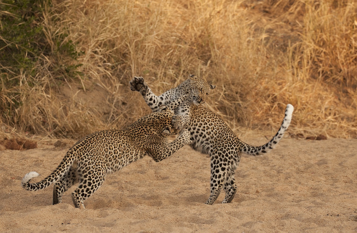 Just a Fight or Something More? Investigating Female Leopard